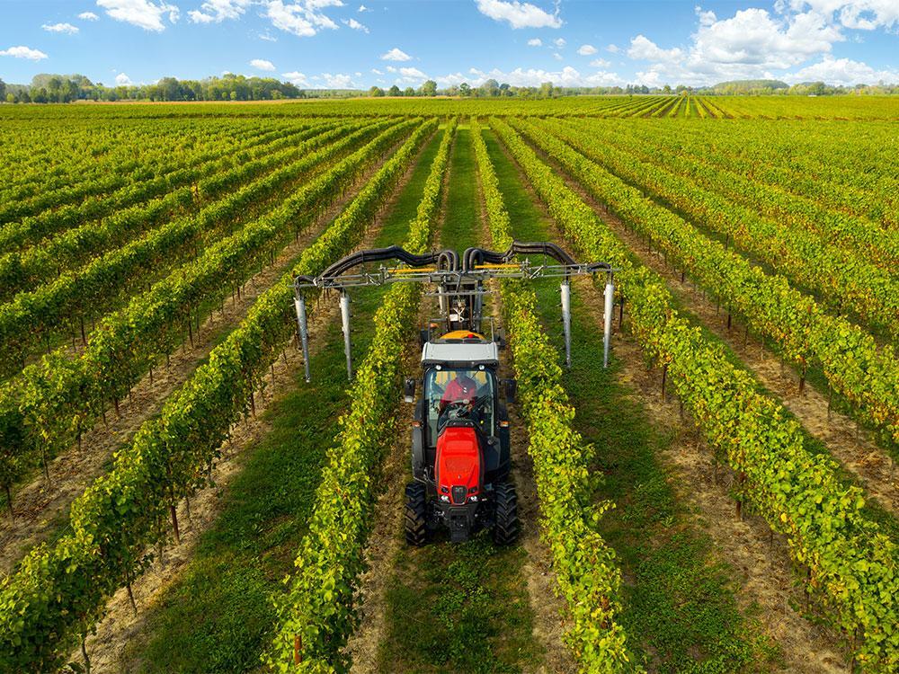  FRUTTETO (Stage V) εικόνα 3