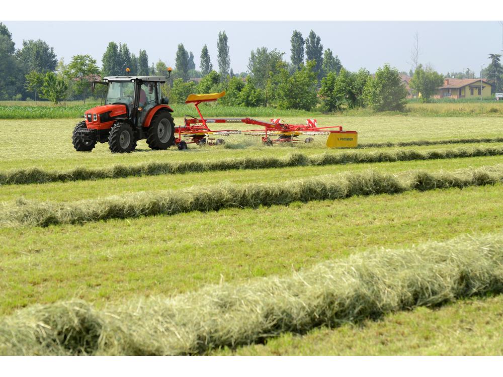  DORADO NATURAL εικόνα 5