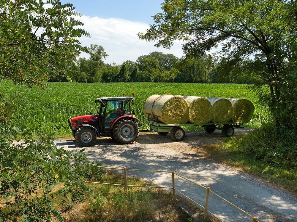 DORADO NATURAL (Stage V) εικόνα 4